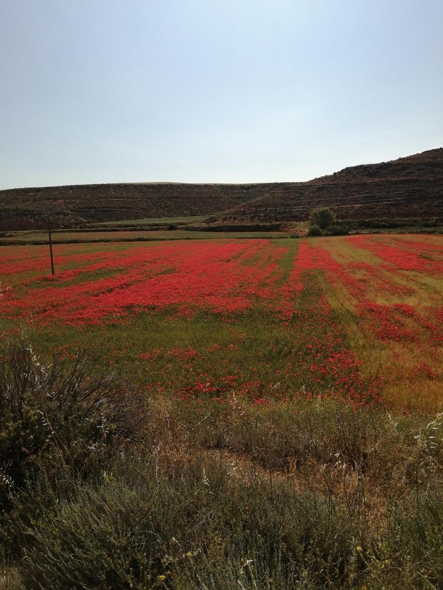 דירות Cetina Reposo Tranquilo En Entorno Rural מראה חיצוני תמונה